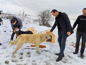 Depremden etkilenen hayvanlara barınak!